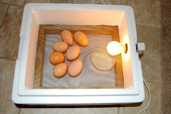  Полистирен яйчен инкубатор
