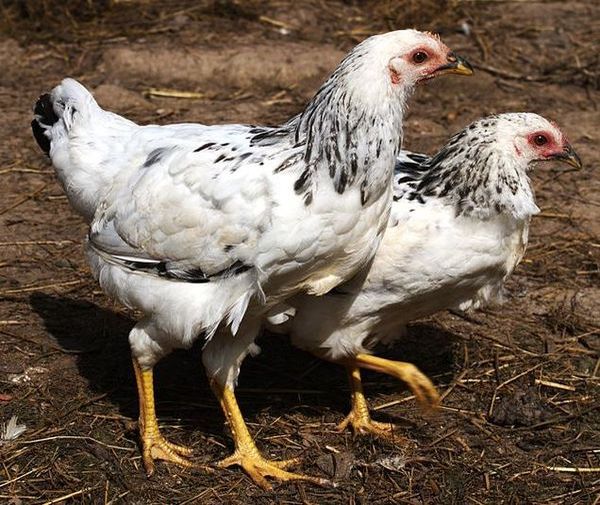  Adler сребърна порода пилета