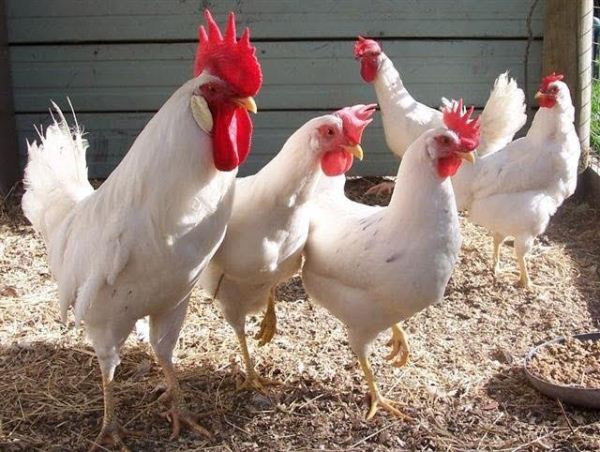  Бялата пилета порода Leggorn