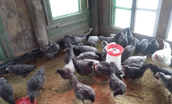  отглеждащи кокошки в кокошката къща