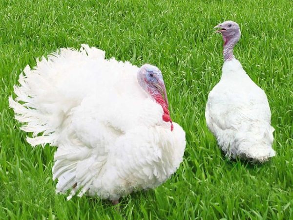  Бяла широка гърлена Турция