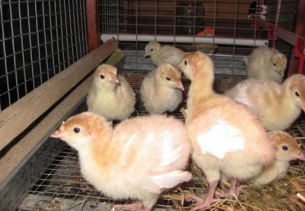  Поддържане и грижи за пилета от пуйки