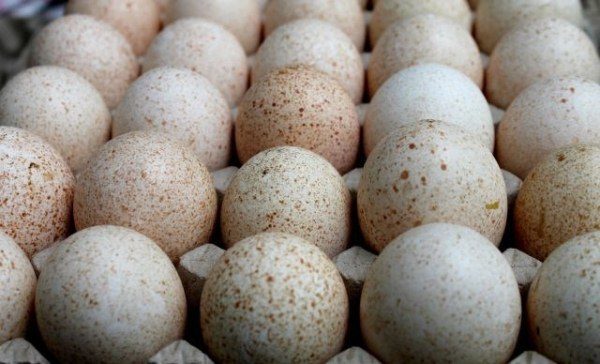  Турция яйца