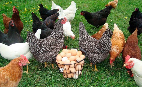  Събиране на кокошки от кокошки носачки