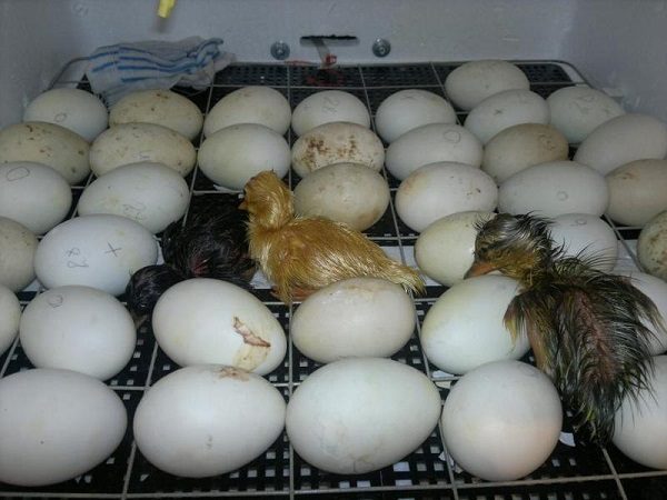  Първите пилета в инкубатора.