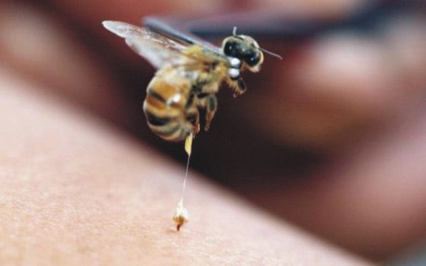  Пчелна отрова