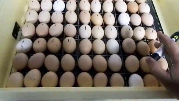  Полагане на яйца