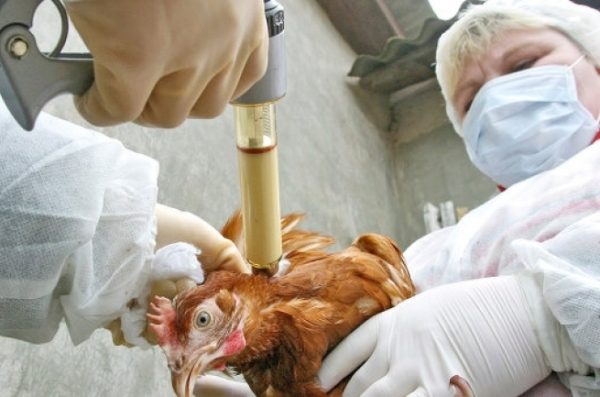  Ваксиниране на пилета