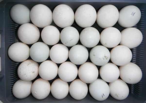  яйце от патица Башири