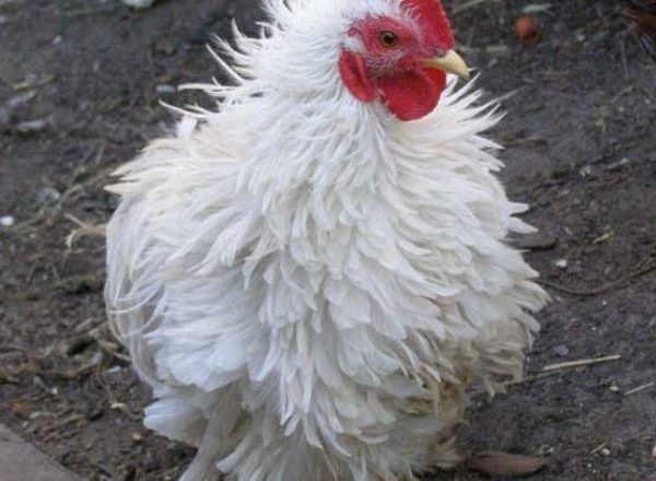  кокцидиоза при пилета и пилета