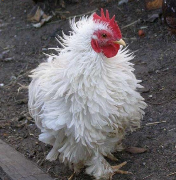  кокцидиоза при пилета и пилета