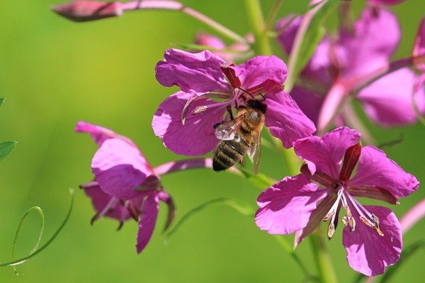  Пчелата събира нектар от цветето на Иван-чай
