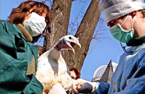  Ветеринарят проверява пуйка