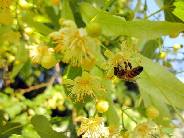  Пчелата на липата цвете
