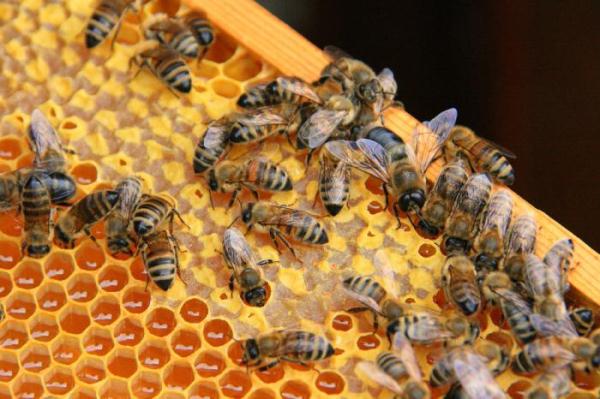  Пчели на рамката