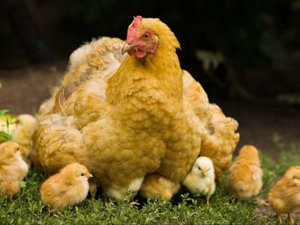  Излюпване на пилета с пилета