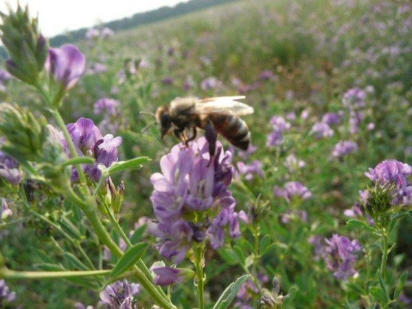  Пчелата събира нектар от люцерна цвете