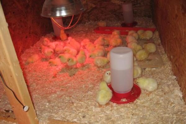  Организиране на място за новоизлюпени пилета
