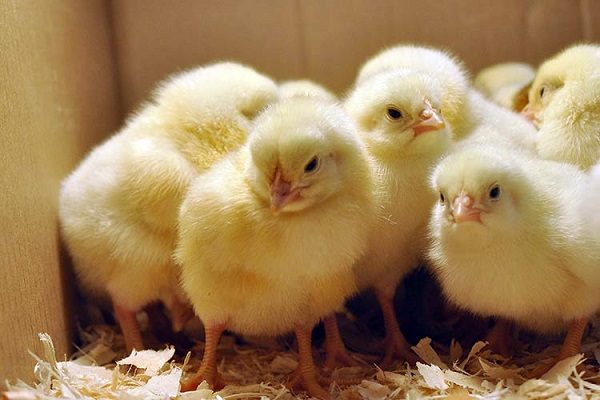  Определяне на пола на пилетата