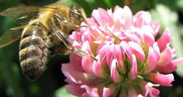  Пчелата събира нектар от цветето на детелина