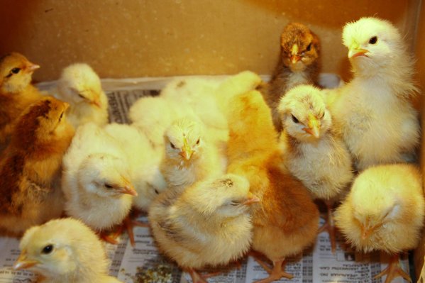  Подходяща поддръжка на новоизлюпени пилета за бройлери