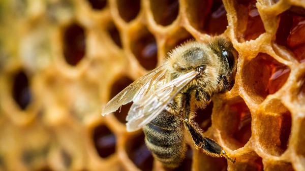  Пчела на пчелна пита