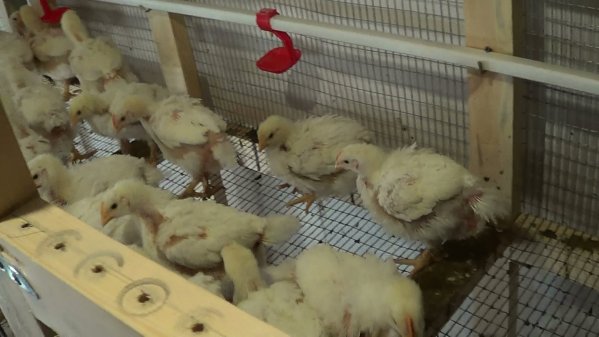  Организация за хранене на пилета