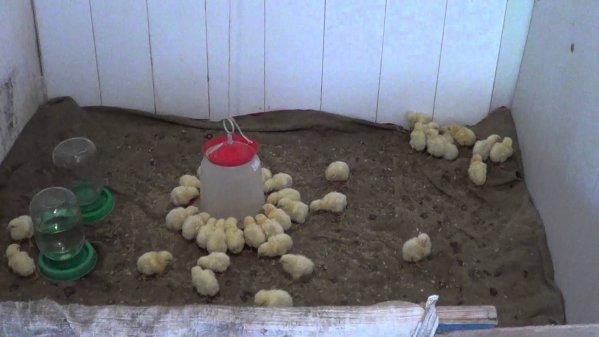 Хранене на пилета от бройлери, излюпени в инкубатор