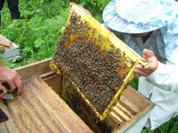  Рамка с пчели