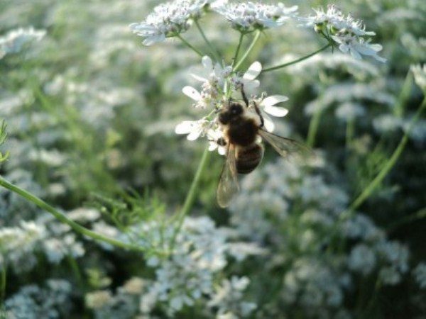  На цветето на кориандър пчела