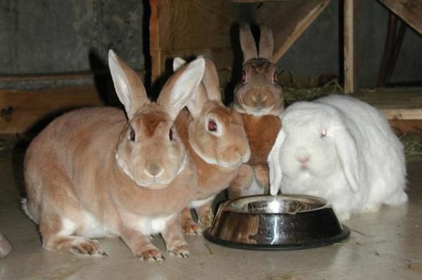  Зайците пият вода от пиятеля
