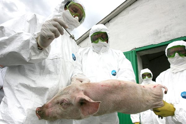  Лабораторни изследвания на свине