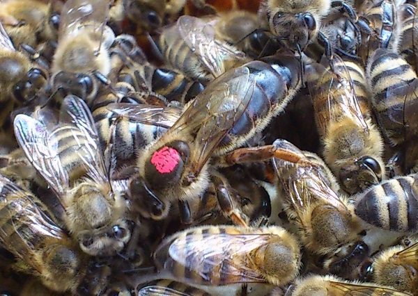  Маркиране на пчелите
