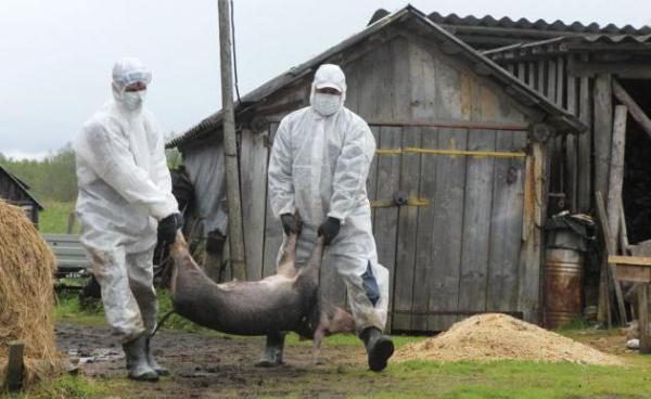  Изолиране на болни прасета с африканска чума