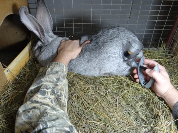  Инжектор за ваксиниране на зайци.
