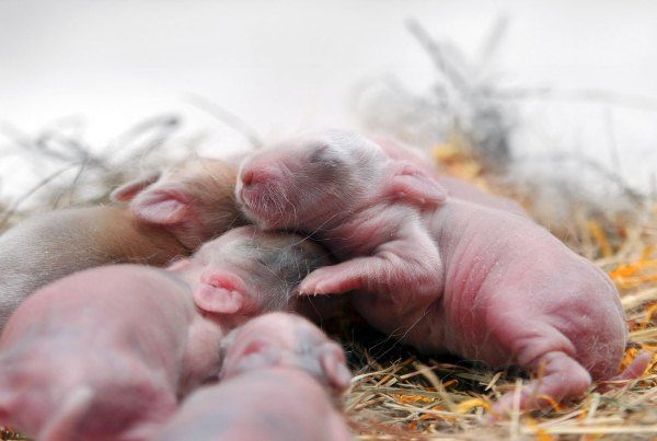  Новородени бебешки зайци