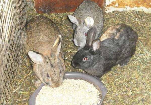  Зайците ядат зърно