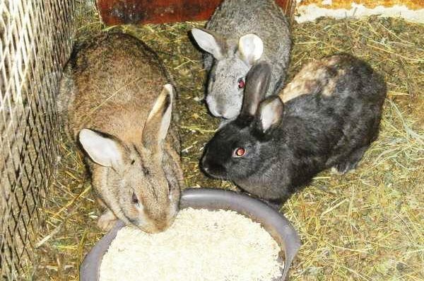  Зимни хранещи зайци в писалката