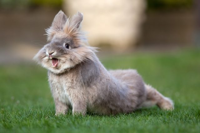  Ринит при зайци: симптоми, лечение и профилактика