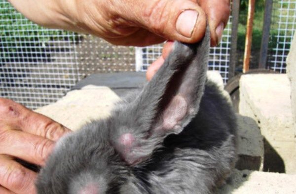  Ушите на заек с миксоматоза