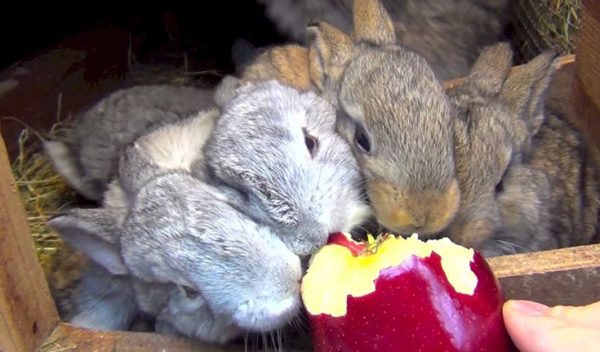  Зайците ядат ябълки