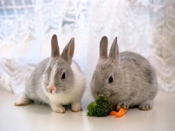  Домашни зайци
