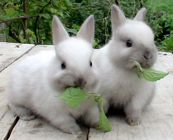  Какво да се хранят зайци