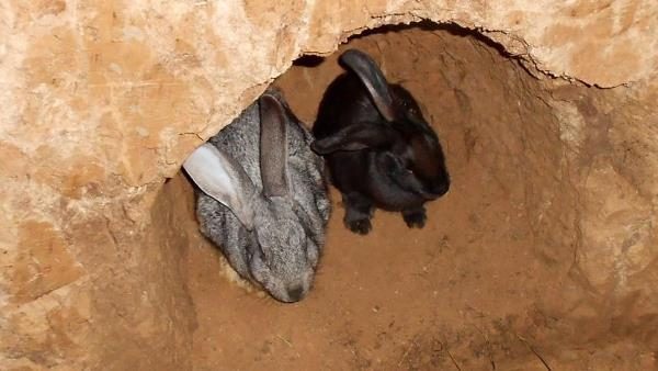  Заек и заек в дупка