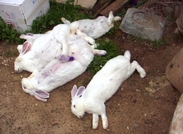  Мъртви зайци