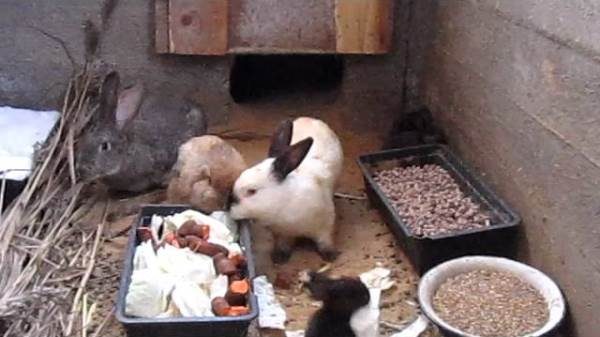  Зайците ядат в ямата