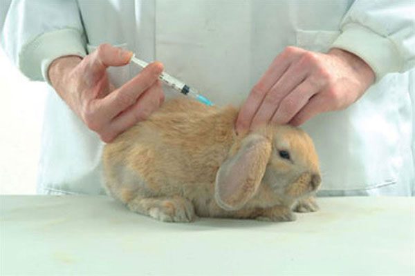  Ваксиниране на декоративни зайци