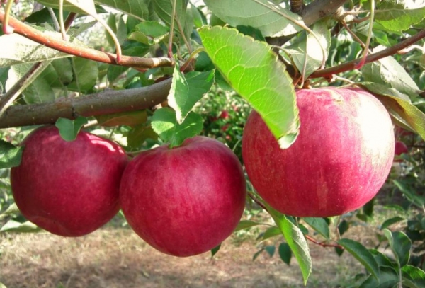  Ябълкови дървесни сортове Слава на победителите: описателни характеристики