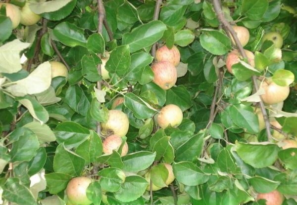  Поливането на бонбони сортове ябълкови дървета по време на събирането на плодове е нежелателно.