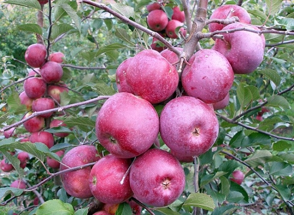  Спартански ябълкови сортове: описание и характеристики, правила за засаждане и грижи